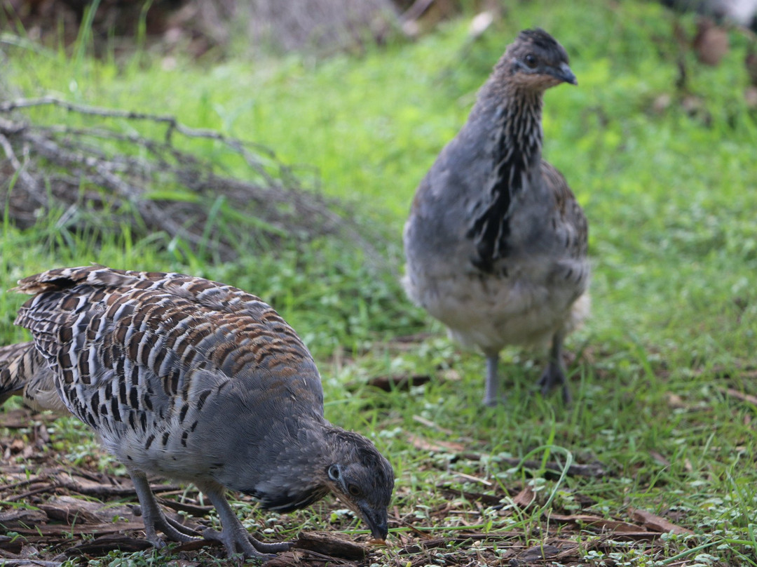Yongergnow Australian Malleefowl Centre-Ongerup必去景点
