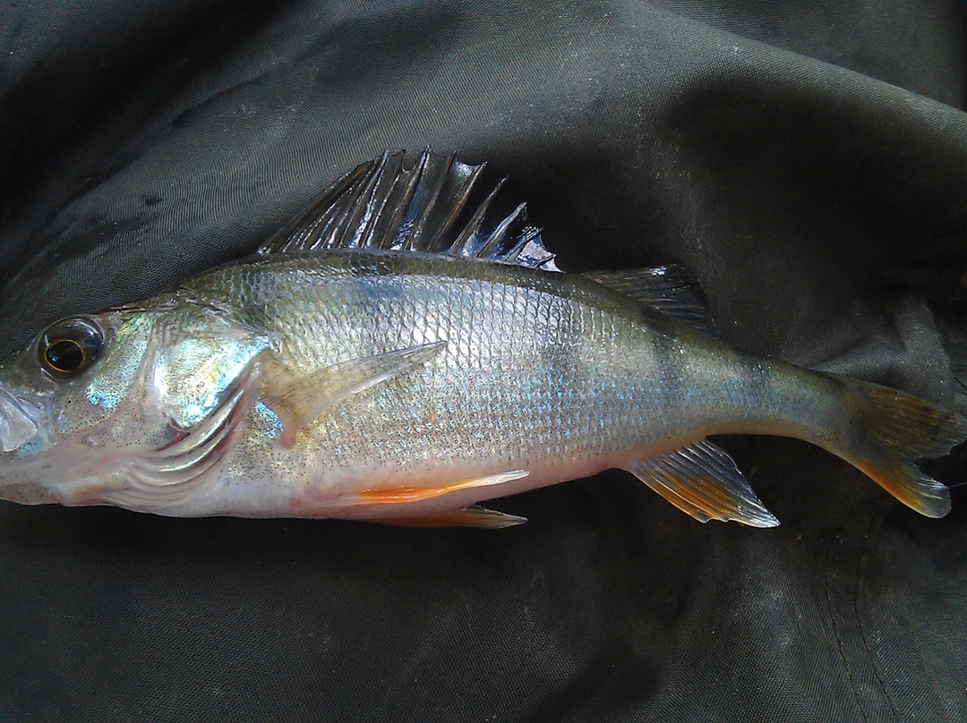 Wassell Grove Fisheries景点图片