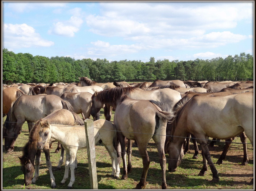 Wildpferdebahn im Merfelder Bruch景点图片