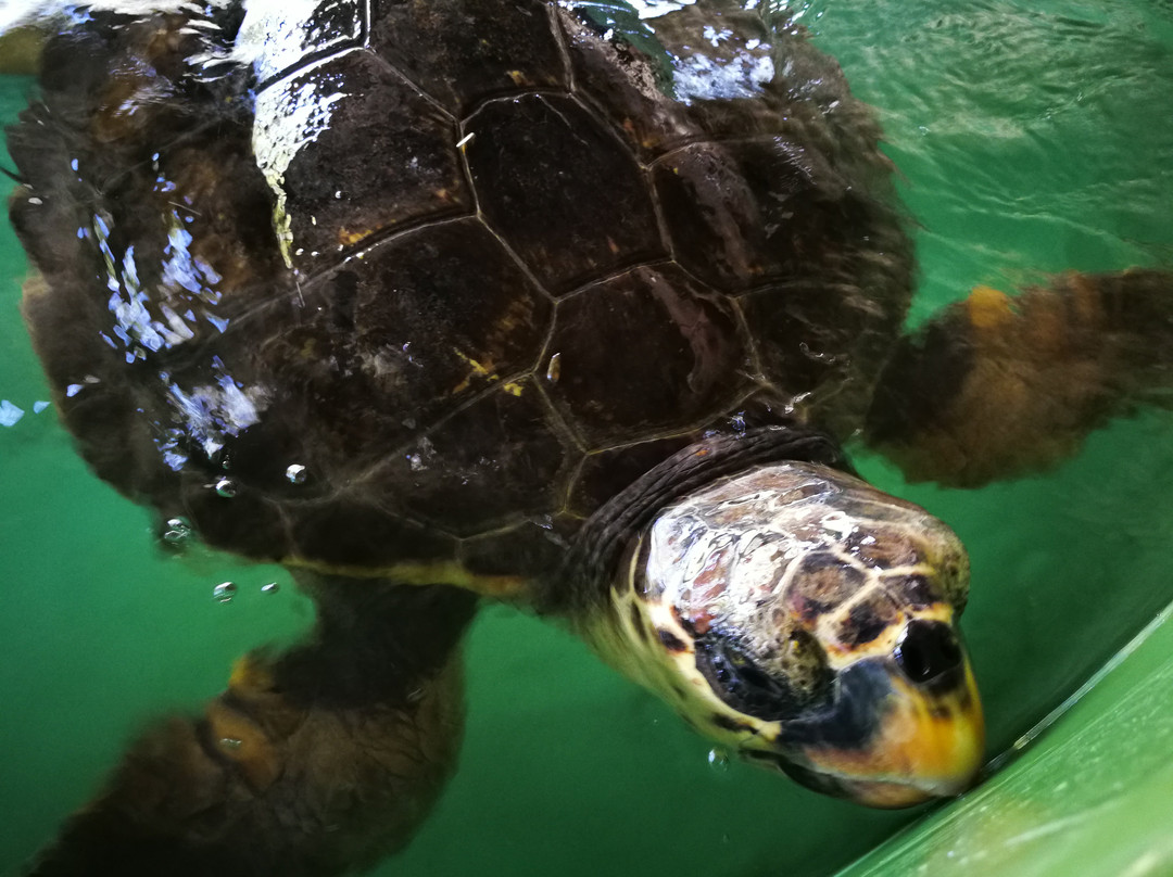 The Kaptan June Sea Turtle Conservation Foundation景点图片