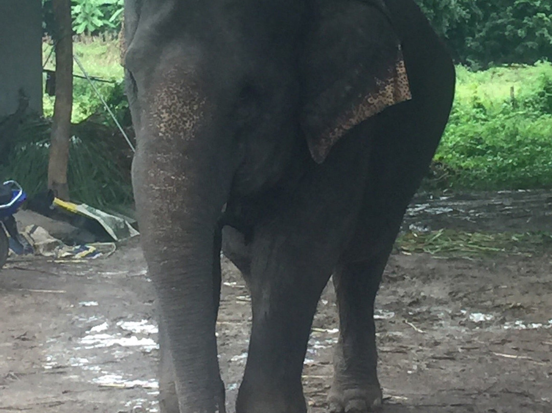 Maeklang Elephant Conservation Community-Mae Win必去景点