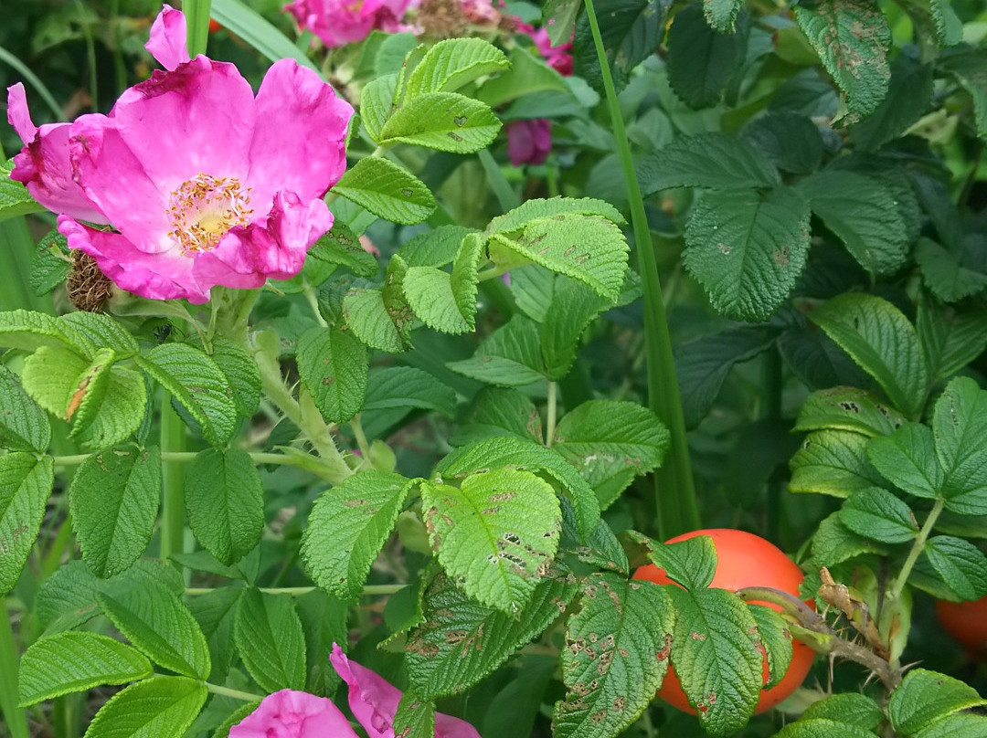 Ono Shiosai Hamanasu Park-鹿岛市必去景点