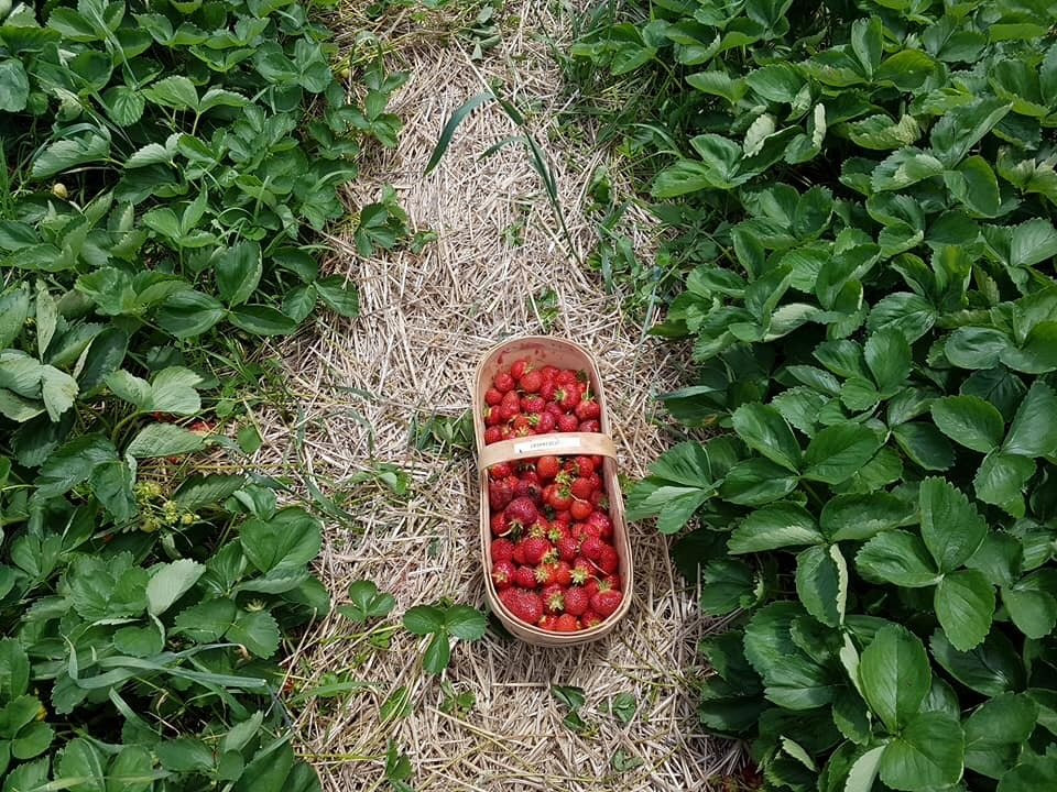 Reesor Farm Market-万锦市必去景点
