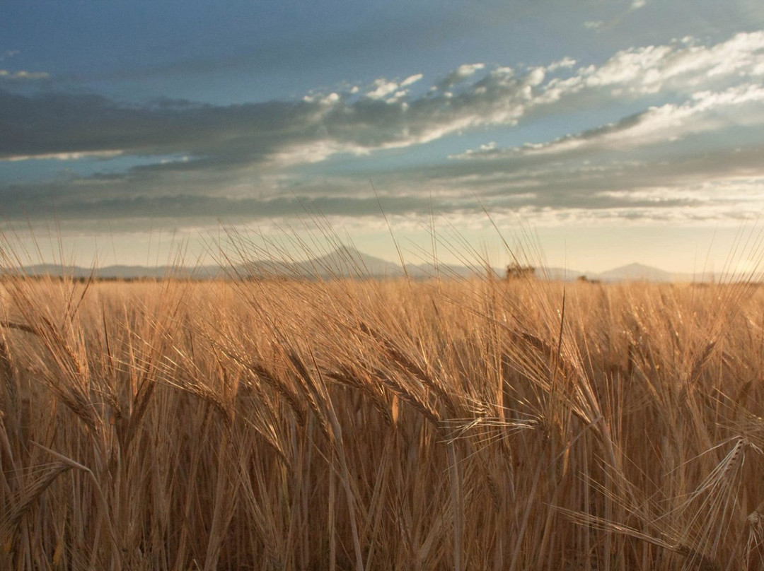 Mecca Grade Estate Malt & Tap Room-Madras必去景点