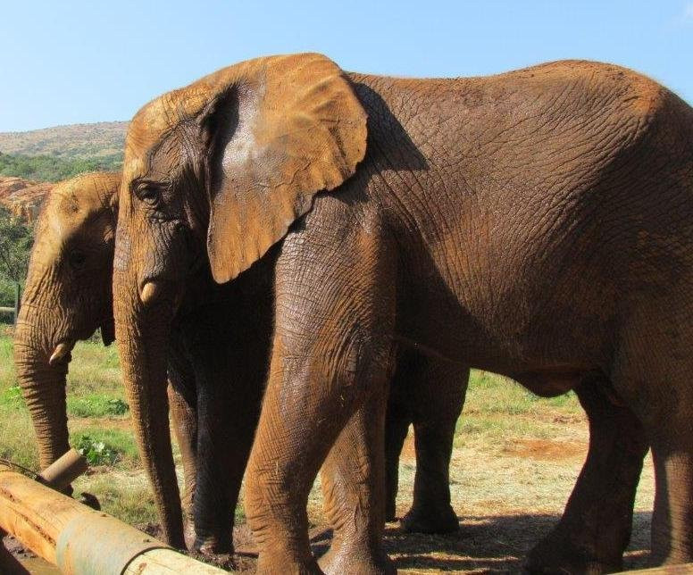 哈特比斯普特旅游景点-Elephant Sanctuary Hartbeesport Dam