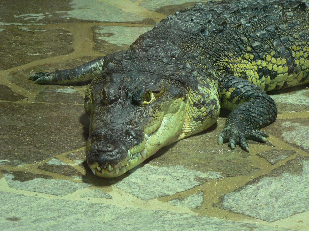 Krokodyli ZOO Protivin景点图片