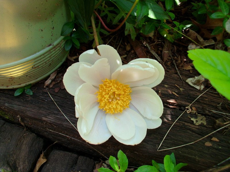 Azalea Path Arboretum and Botanical Gardens-Hazleton必去景点