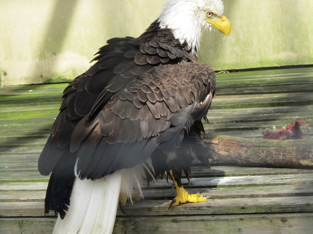 TreeHouse Wildlife Center-Dow必去景点