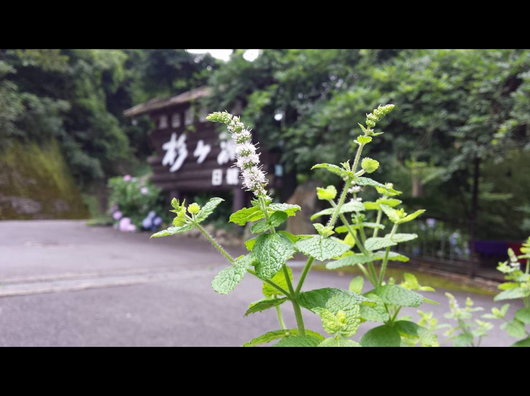Sugigase主图