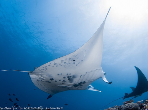 Mad Fish Dive Centre-卡达武岛必去景点