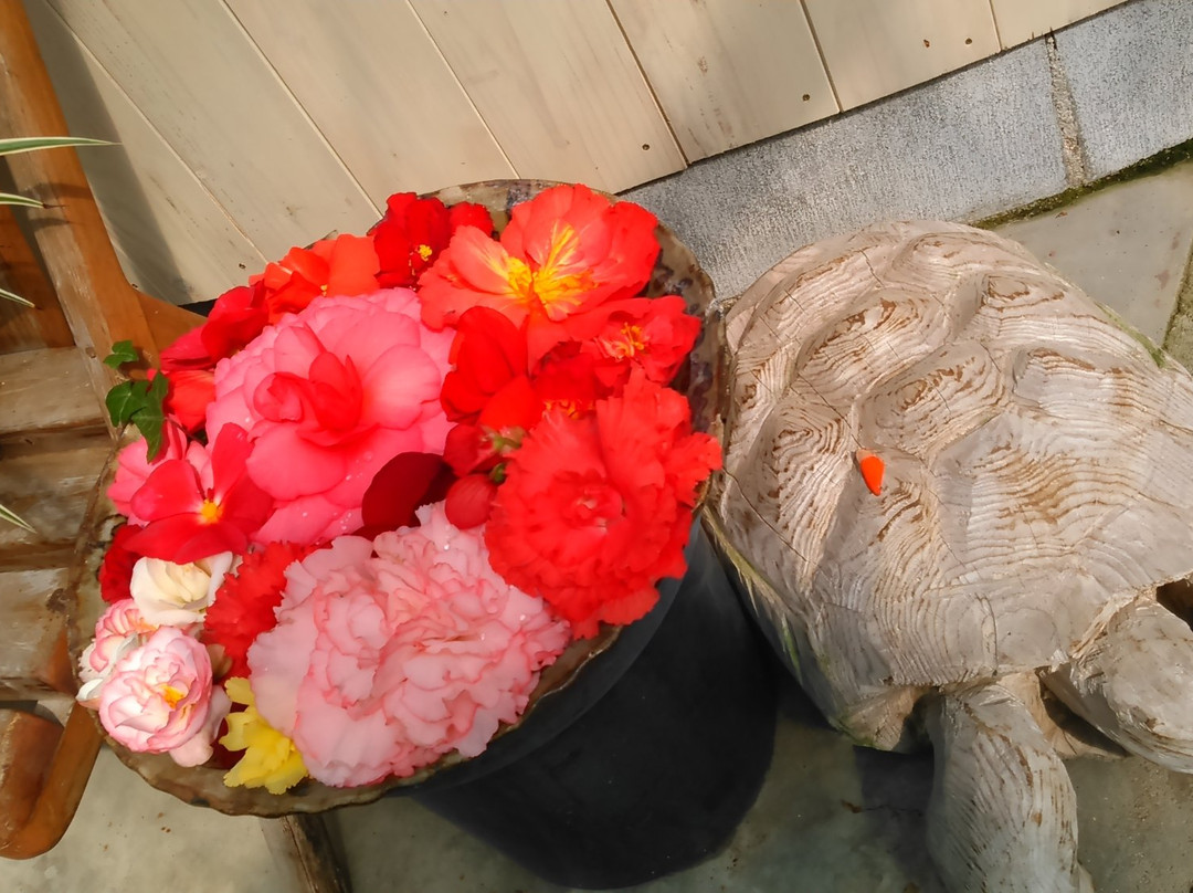 Begonia Garden-唐津市必去景点