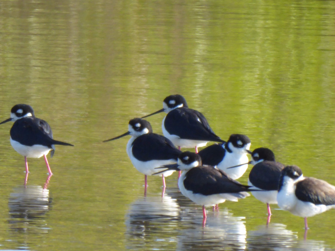 Estero Del Yugo-马萨特兰必去景点