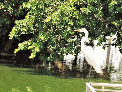 Lago Municipal de Jaboticabal-Jaboticabal必去景点