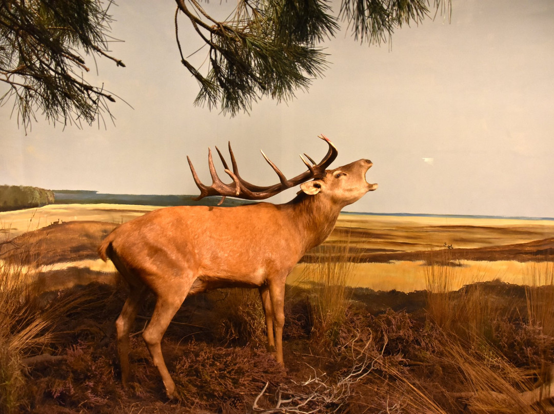 Natuurdiorama Holterberg景点图片