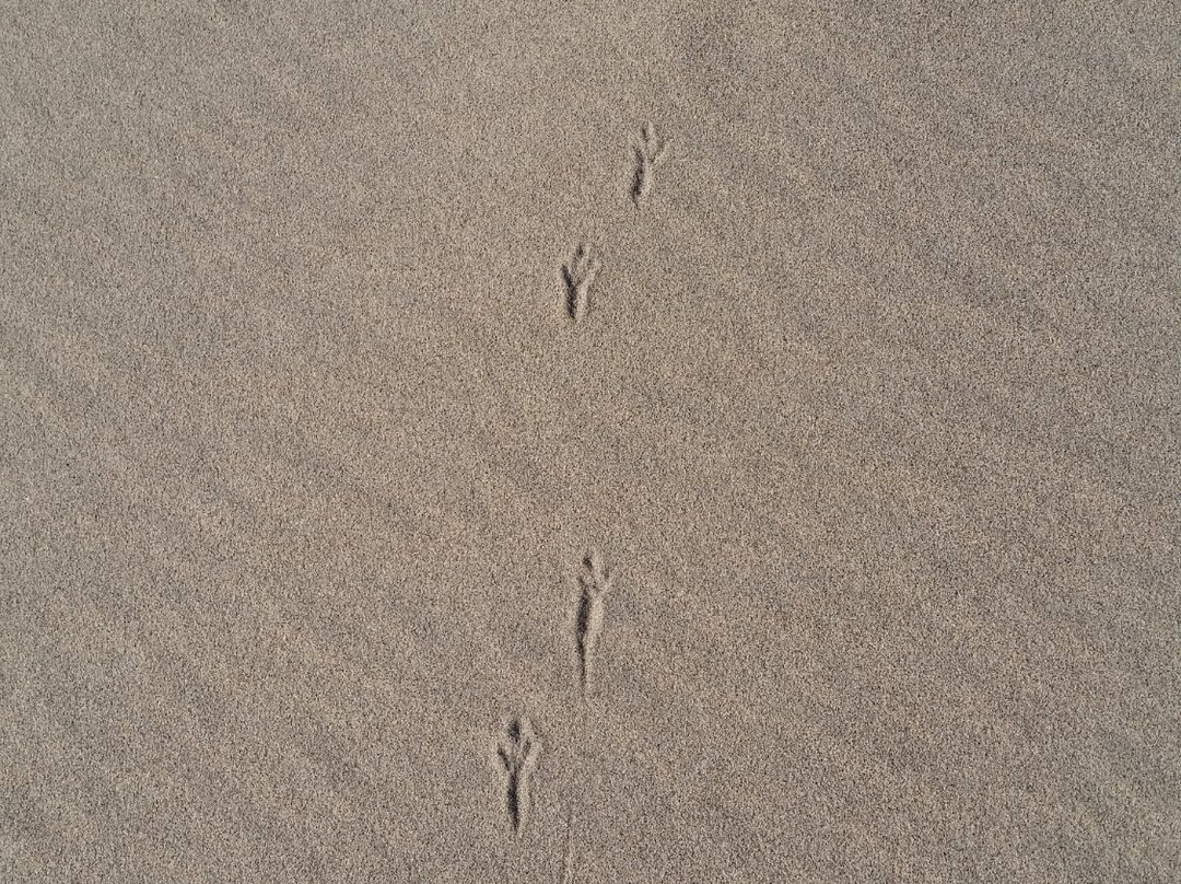 Ibex Dunes-Baker必去景点