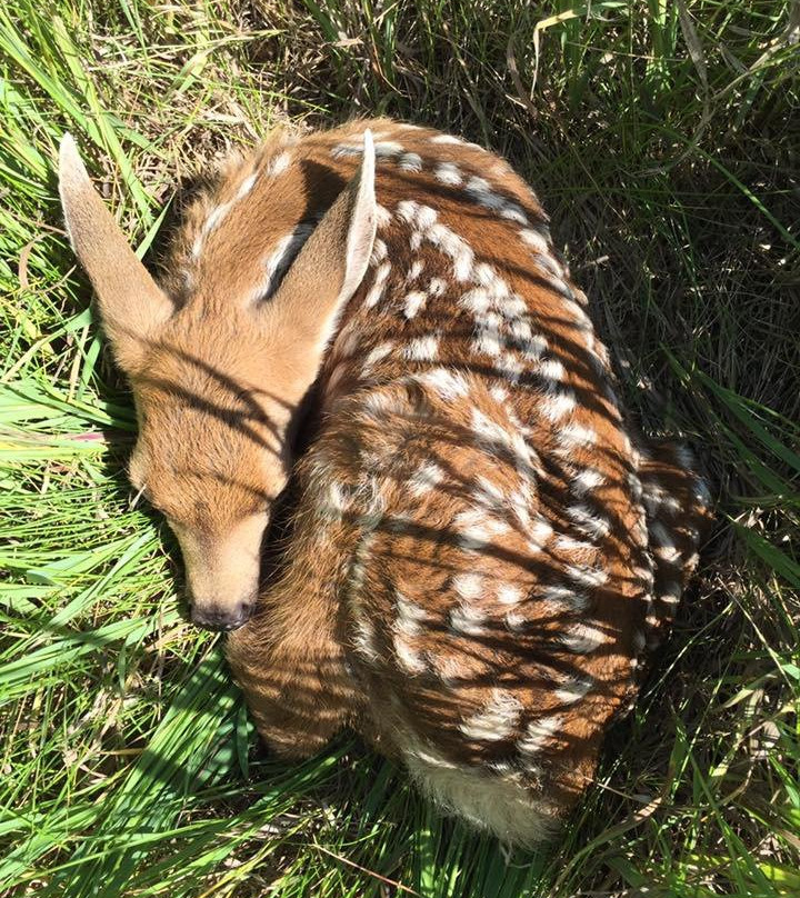 Spirit Creek Golf & Country Club-红鹿市必去景点
