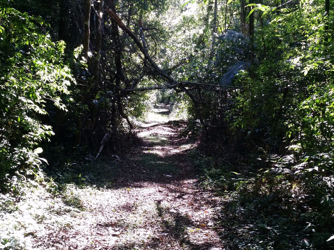 Parque Estadual Mata dos Godoy-Londrina必去景点