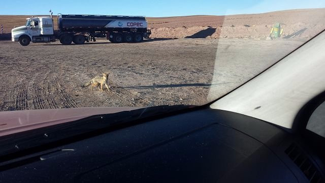 Salar de Coposa-Pica必去景点