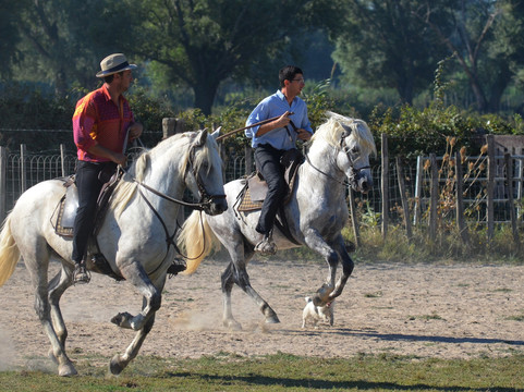 Manade Blanc-阿尔勒必去景点