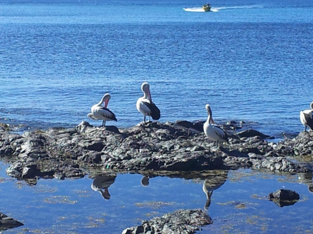 Kiama Coastal Walk景点图片