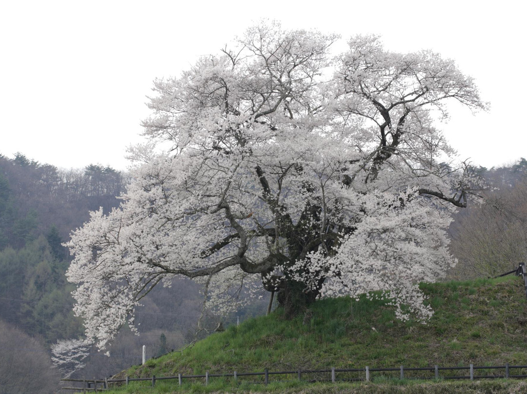 Hocchi no Higan Cherry Blossoms-沼田市必去景点