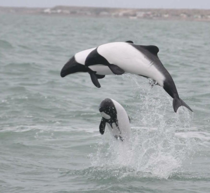 Toninas Adventure-Puerto Rawson必去景点