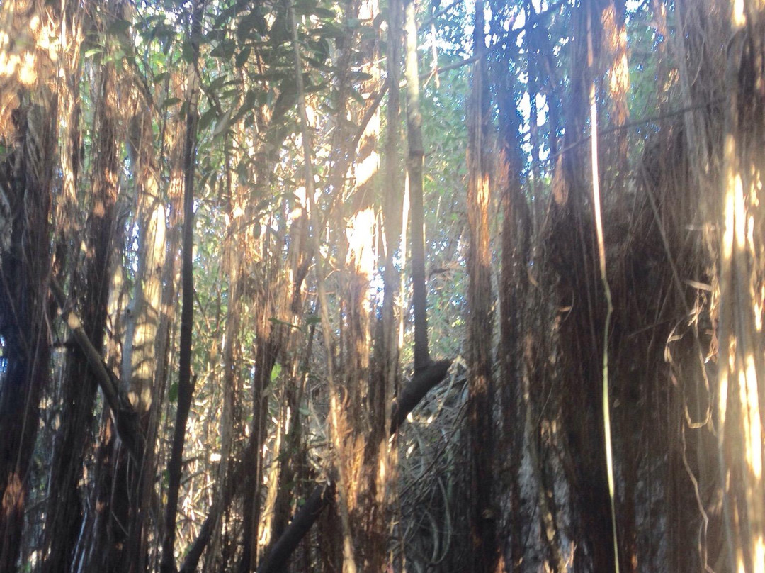 Darby's Cave-巴布达必去景点