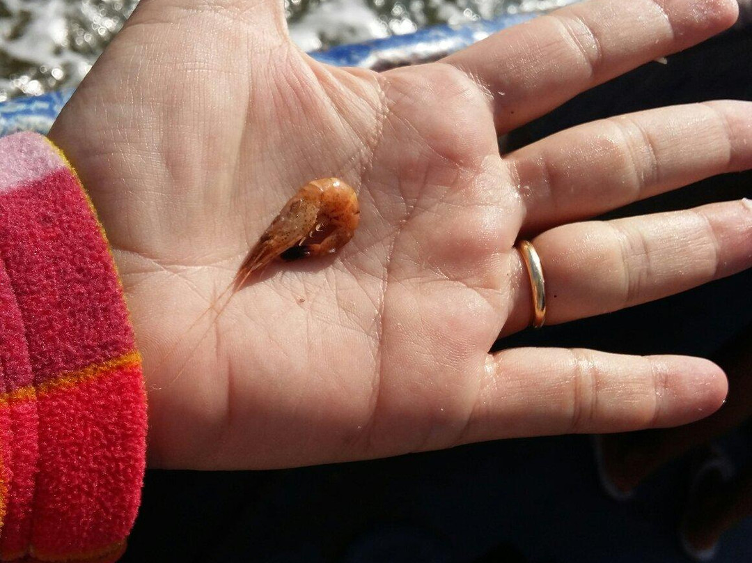 TX35 De Zeester - Boat Tour-Oudeschild必去景点