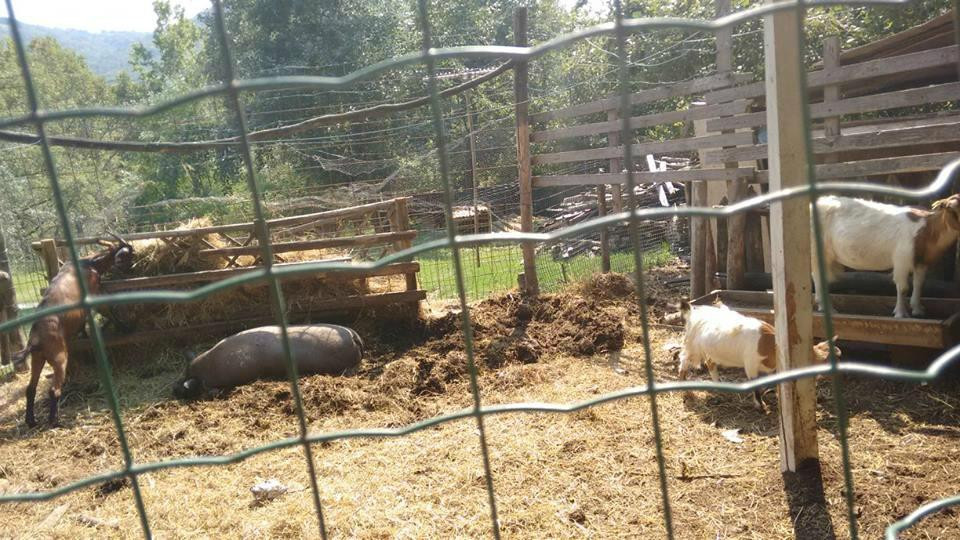 Parco Matildico Di Montalto主图