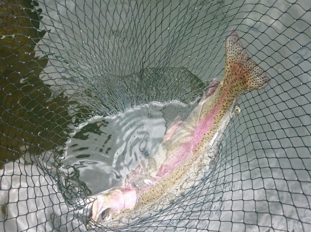 Caistron Trout Fishery & River-Rothbury必去景点