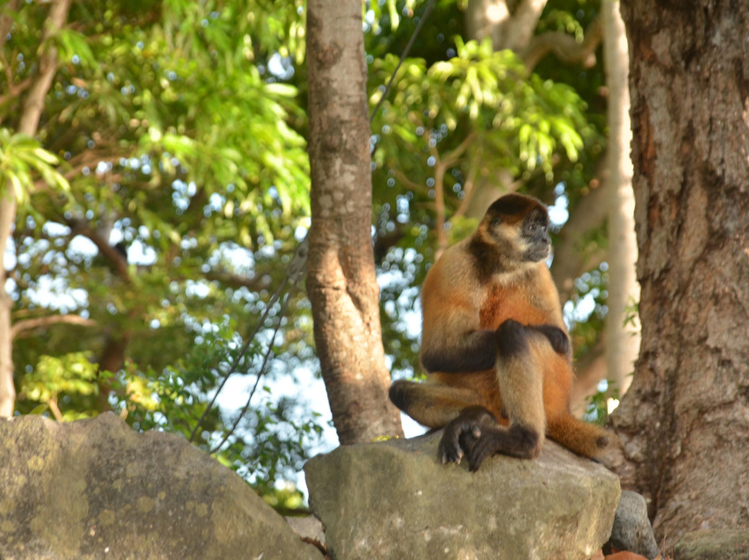 Costa Rica Monkey Tours -  Day Tours景点图片