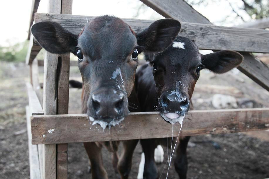 Naked Cow Dairy Farm & Creamery-怀厄奈必去景点
