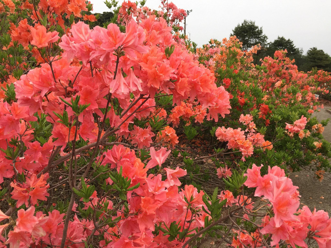 Sagae Park-寒河江市必去景点