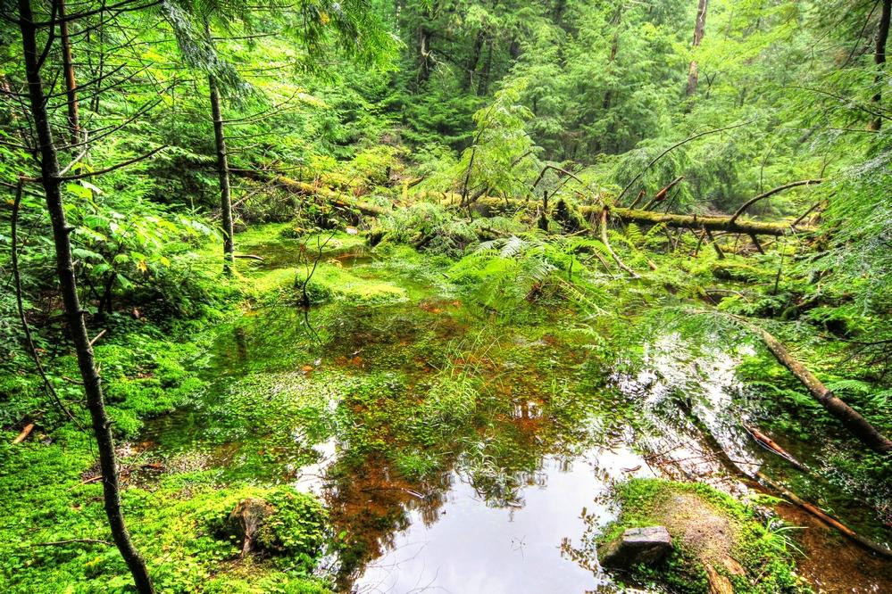 Hardwood Lookout Trail景点图片