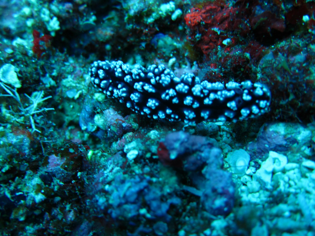 Aqualife Divers Academy-长滩岛必去景点