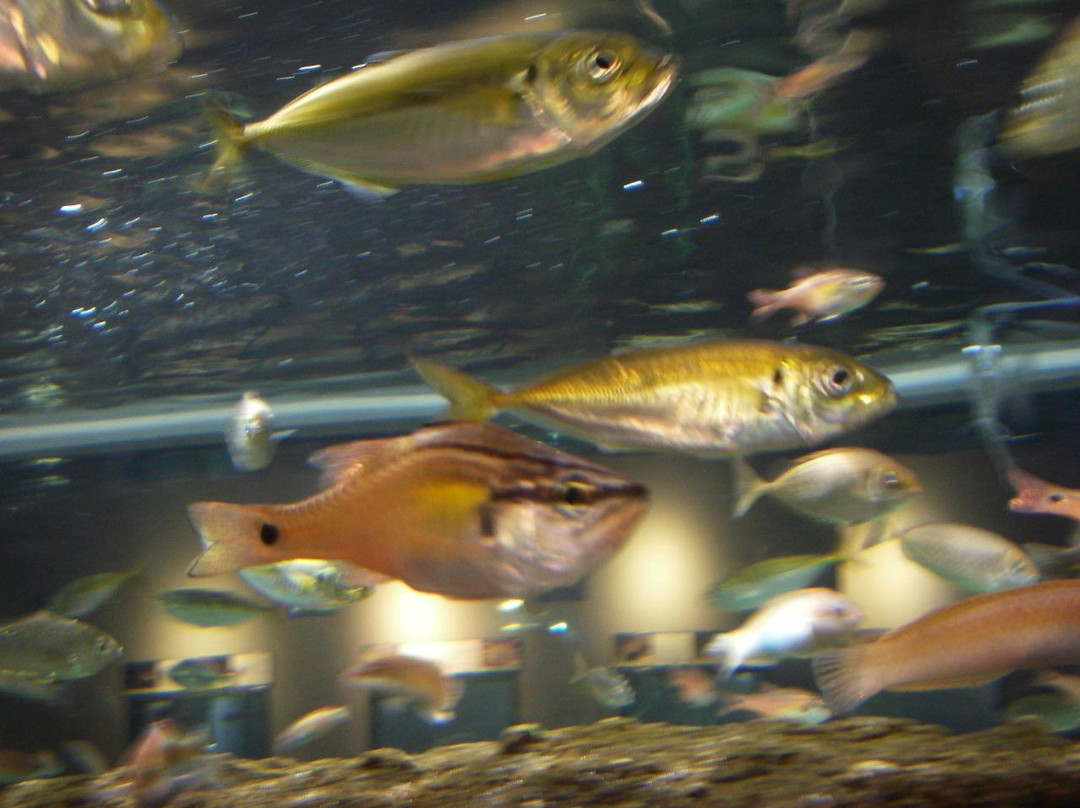 Shinjiko Nature Museum Gobius-出云市必去景点