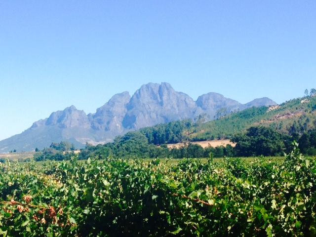 Lynx Wine-法兰舒克必去景点