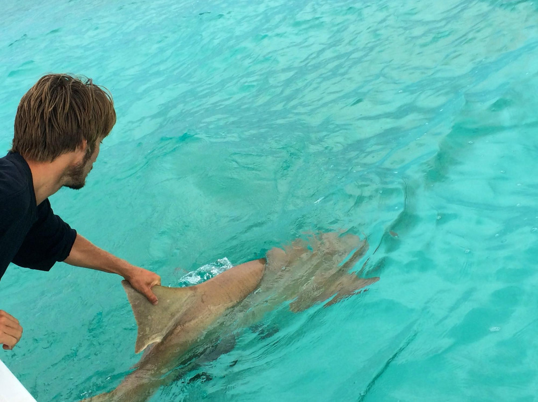 Bimini Biological Field Station Foundation景点图片