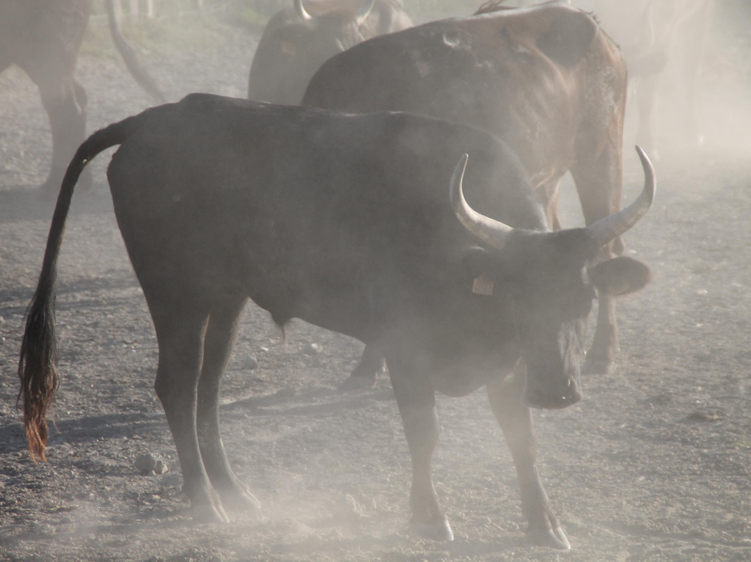 Manade Blanc-阿尔勒必去景点