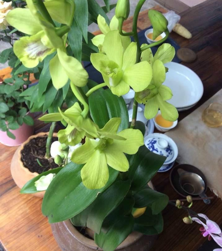 西双版纳背包客国际青年旅舍主图