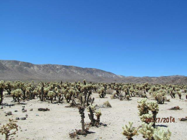 Cottonwood Visitor Center-约书亚树国家公园必去景点