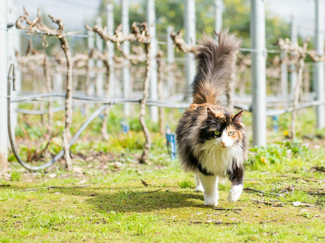 Loma Larga Vineyards & Winery景点图片
