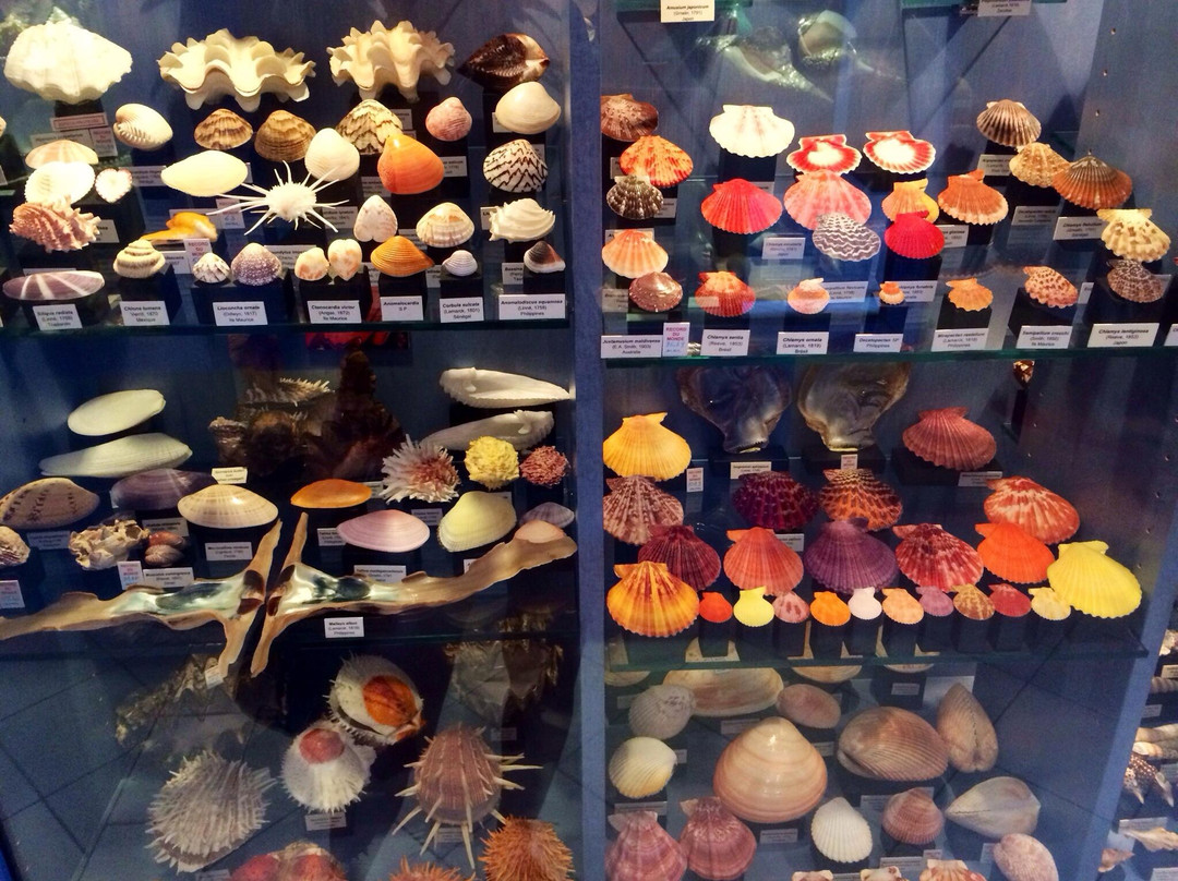 Musee des Coquillages-圣让卡弗尔拉必去景点