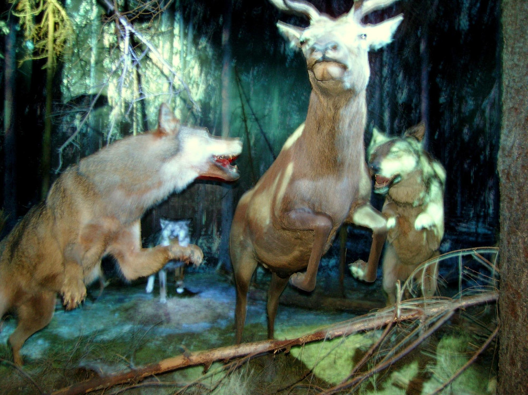 Nature And Forest Museum - Bialowieza National Park-Bialowieza必去景点