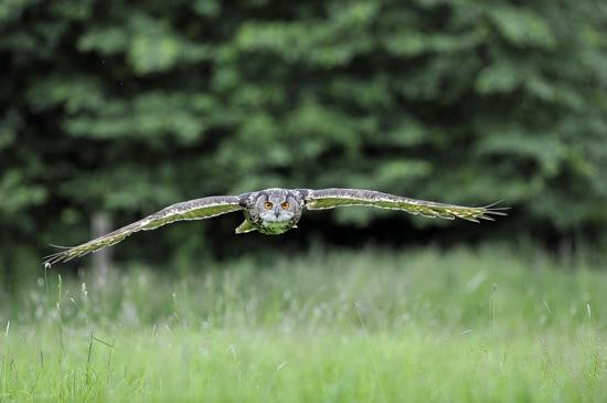 The Barn Owl Centre-格洛斯特必去景点