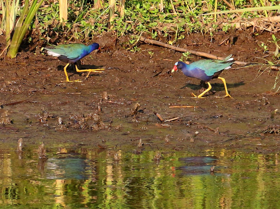 WildNative Tours-Spanish Fort必去景点
