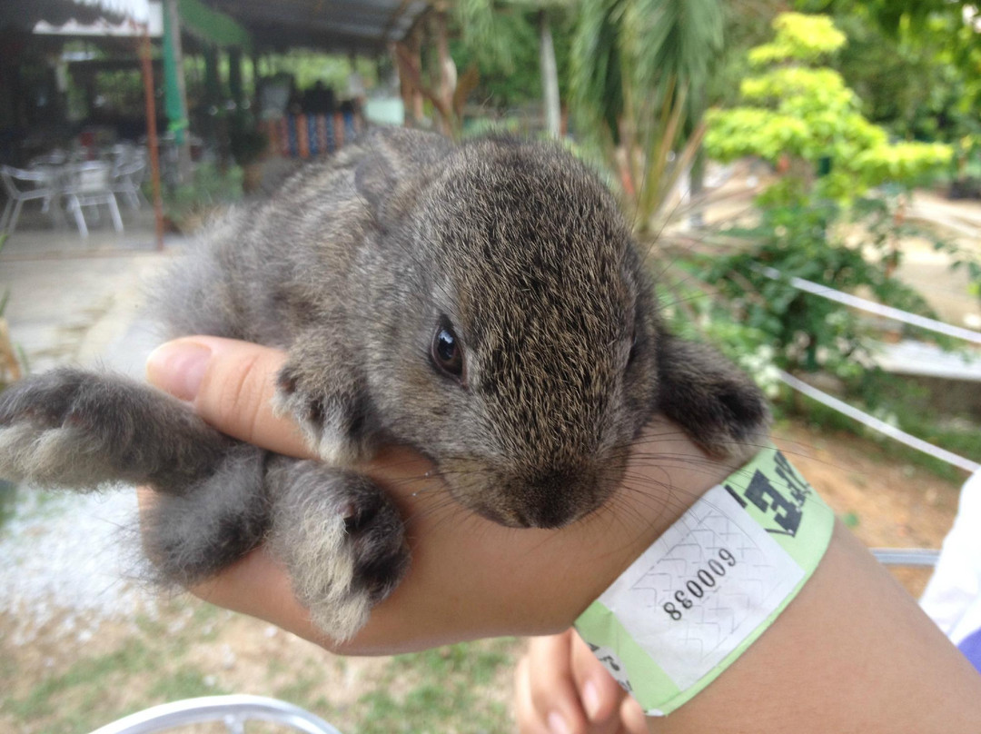 PD Ostrich Show Farm-波德申必去景点
