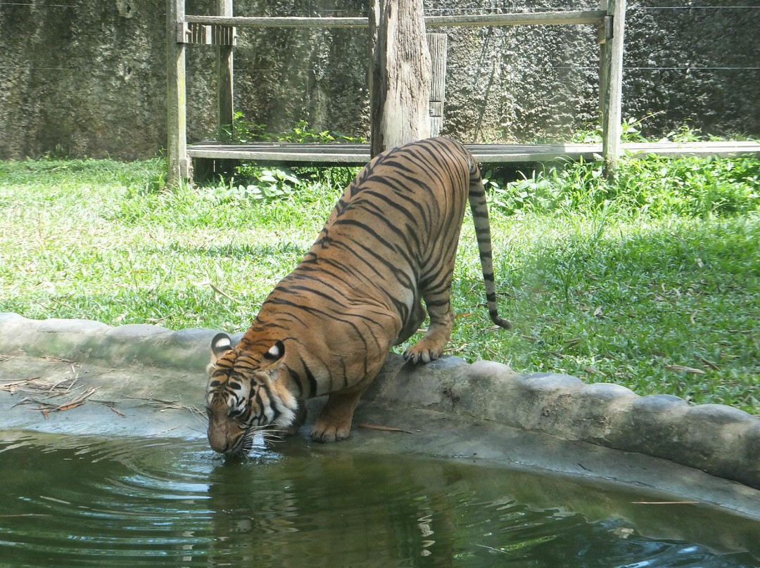 洛高宜野生动物园-兵南邦必去景点