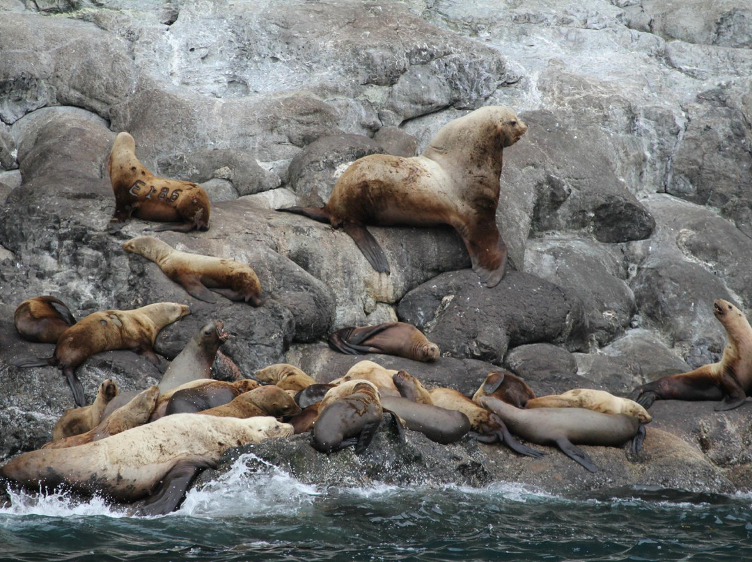 基奈峡湾巡航之旅-苏厄德必去景点