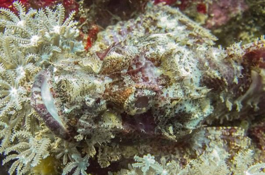 蓝角潜水-蓝梦岛必去景点